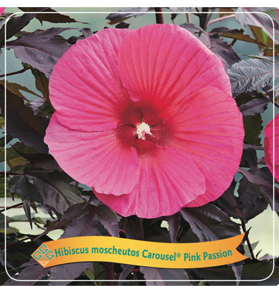 Hibiscus moscheutos Caroussel ® Pink Passion C5 Lit.