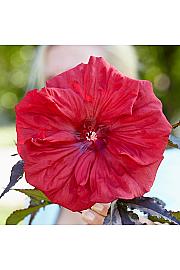 Močvirski hibiskus Caroussel® 'Geant Red' 