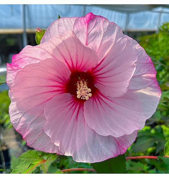 Hibiscus moscheutos Carousel ®Jolly Heart C5 Lit.