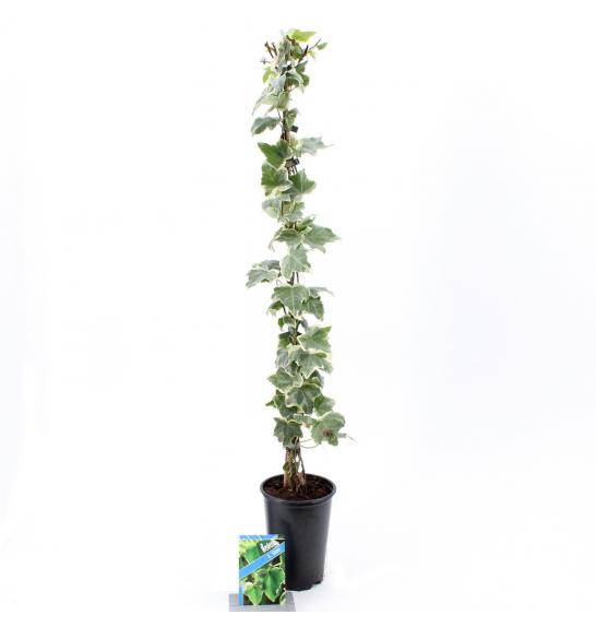 Hedera helix Glacier C2,5 Lit. 40-60 cm