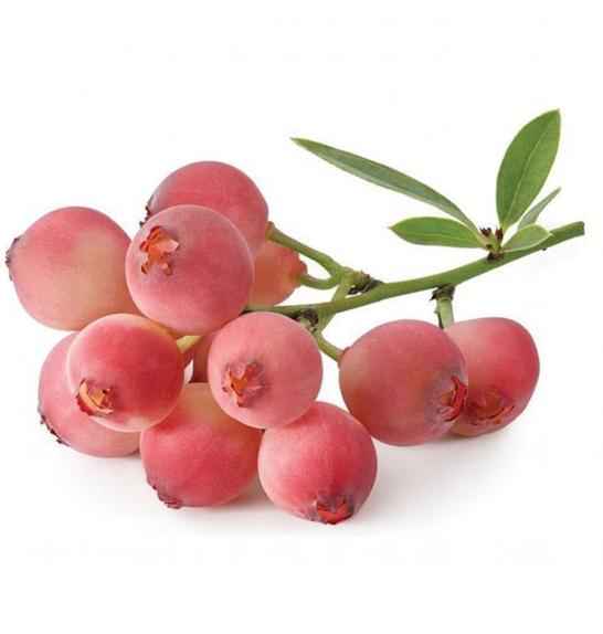 Vaccinium corymbosum Pink Berry C5 Lit. 60-80 cm