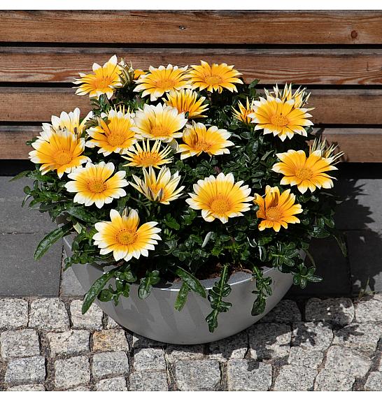 Gazania Zany  Sunny Side Up Ø10,5