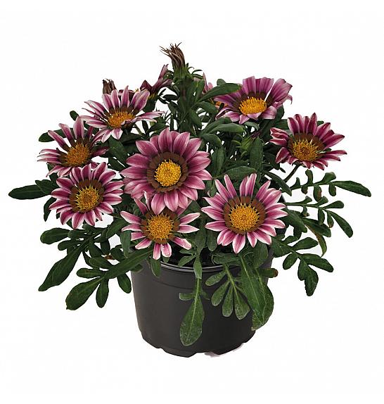 Gazania Zany  Pink Ø10,5