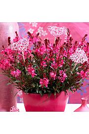 Gaura Gaudi Red