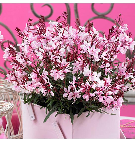 Gaura Gaudi Pink Ø10,5