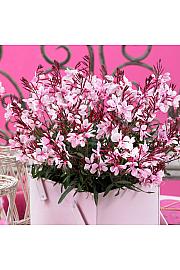 Gaura Gaudi Pink