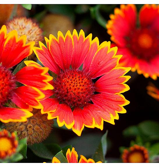 Gaillardia Spintop Orange Halo Ø11