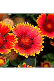 Gaillardia Spintop Orange Halo