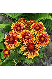 Gaillardia Copper Sun