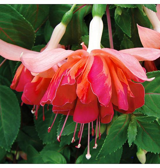 Fuchsia Bicentennial Ø10,5