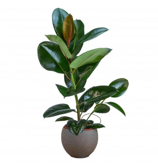 FICUS MIX o17