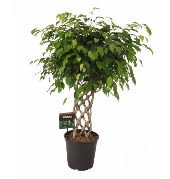 FICUS BENJ. NA STEBLU ;  100/120 CM EX. NITIDA