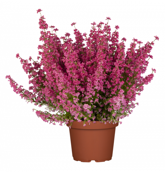 Erica  gracilis Ø 12 mix