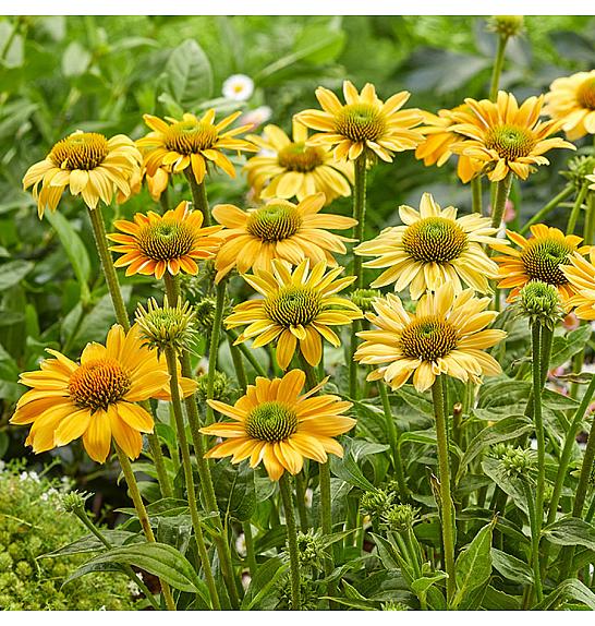 Echinacea Yellow shades Ø11