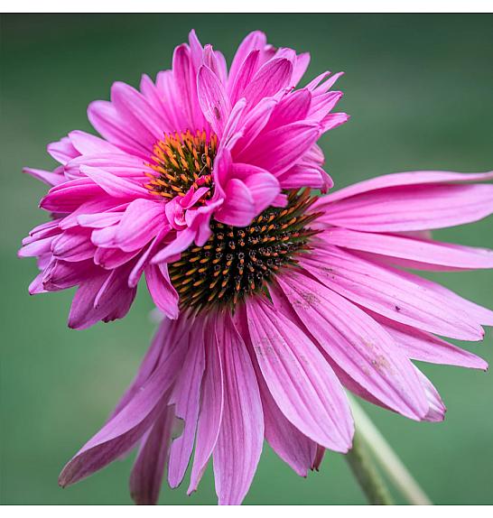 Echinacea purpurea Double Decker Ø11