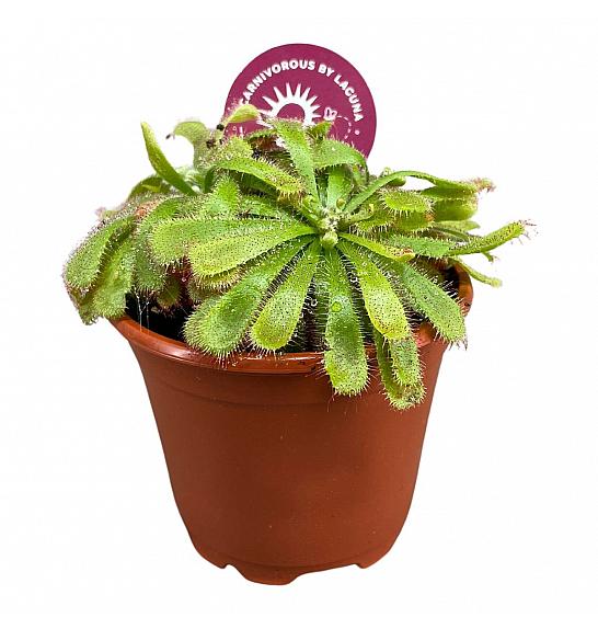 Drosera Paradoxa: Ø9 cm