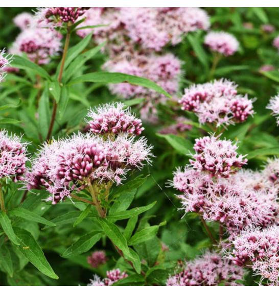 Dišavnice Valeriana officinalis  (Baldrijan) Ø 10,5