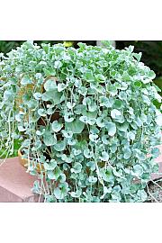 Dichondra Silver Falls