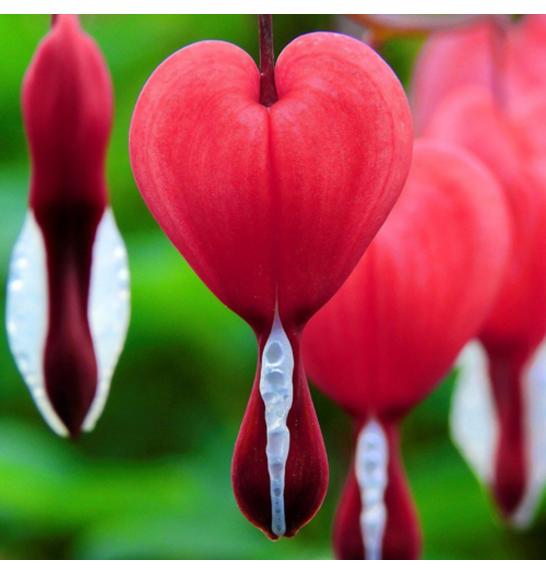 Dicentra spectabilis Valentine Ø11