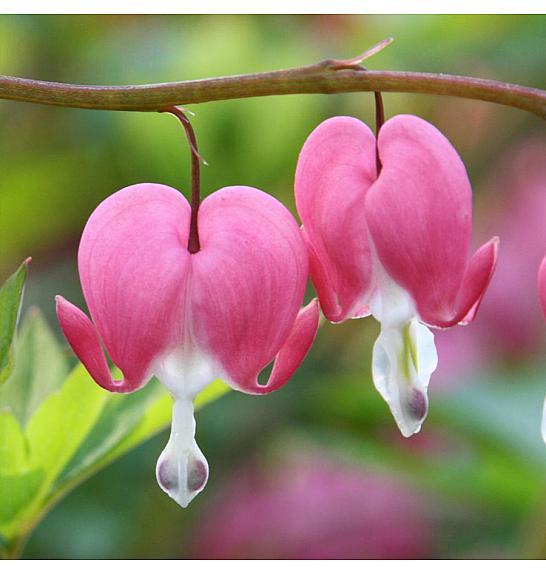 Dicentra spectabilis Ø11