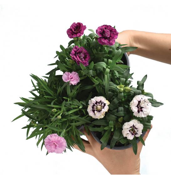 Dianthus hybrid Ø 10,5 mix