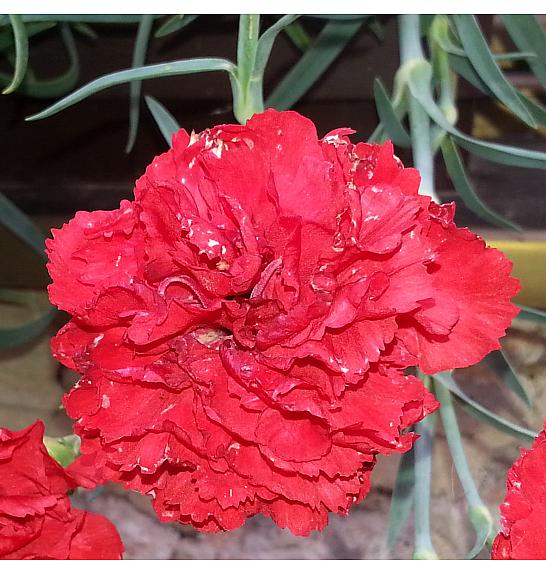 Dianthus Gorenjski nagelj Ø10,5