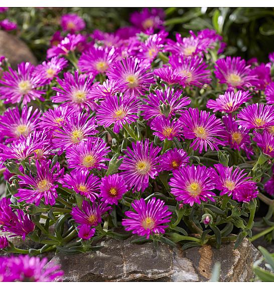 Delosperma Ocean Sunset Violet Ø12