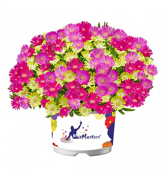 Delosperma MixMasters Ice Cream Twist Ø12