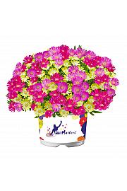 Delosperma MixMasters Ice Cream Twist