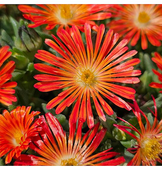 Delosperma Ocean Sunset Orange Red Ø12