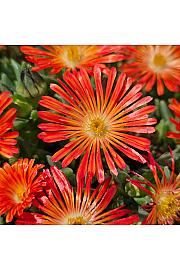 Delosperma Ocean Sunset Orange Red