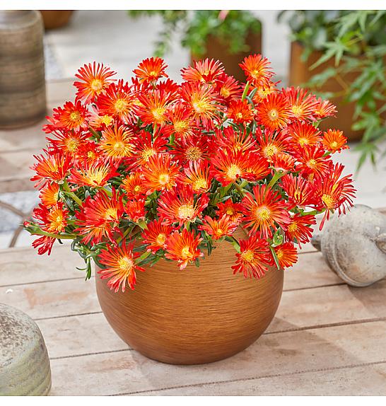 Delosperma Ocean Sunset Orange Vibe Ø12