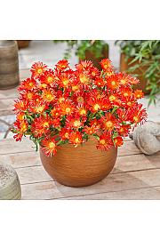 Delosperma Ocean Sunset Orange Vibe