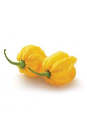 Čili Yellow Devil (Scotch Bonnet)