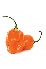 Čili˝Cepljen˝Habanero 'Magnum' F1