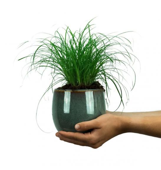 CYPERUS SPICE ZUMULA; o12