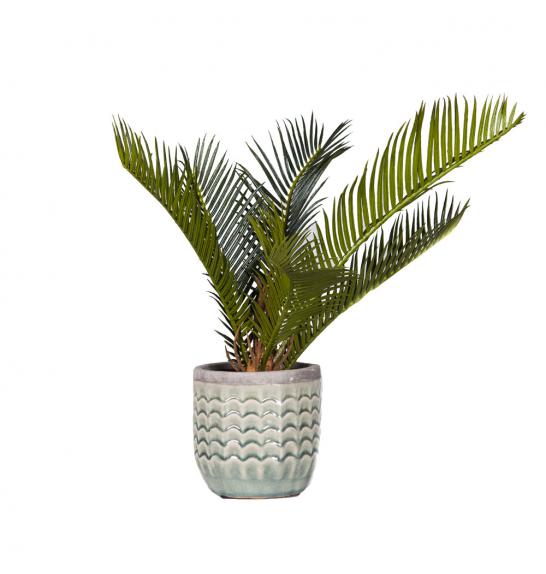 CYCAS REVOLUTA; o17