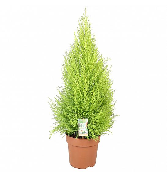 CUPRESSUS WILMA; o12; 50CM