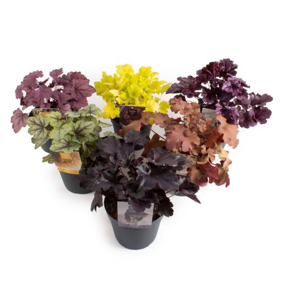 Heuchera Mix Ø 23 - CRO