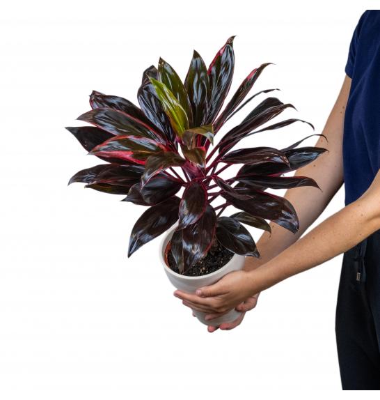 CORDYLINE KIWI; o13