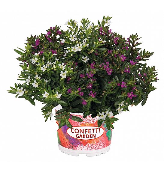 Confetti Garden Cuphea Duo: Purple / White Ø10,5