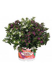 Confetti Garden Japonska mirta Duo: Purple / White