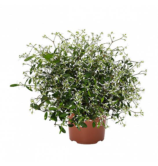 Euphorbia Star Dust White Flash Ø10,5