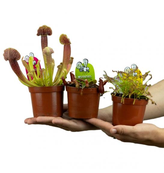 Carnivorous plants; o9 cm