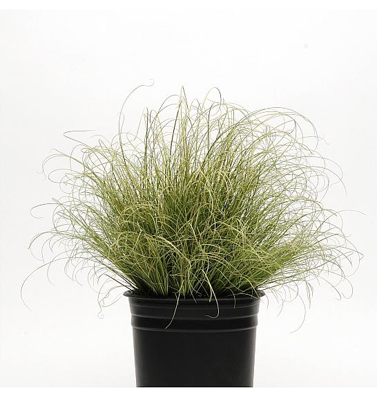 Carex albula Amazon Mist Ø10,5