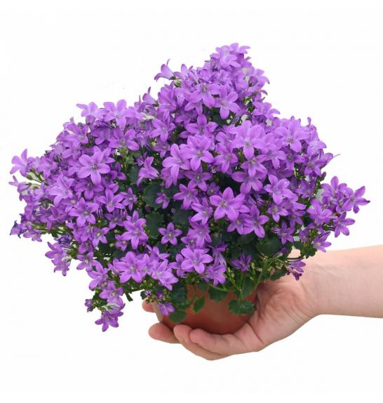 CAMPANULA HAYD.  WONDER; o10