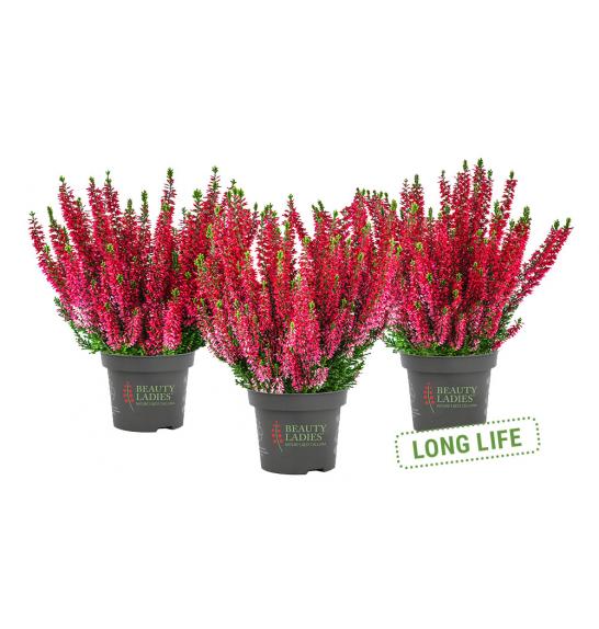 Calluna Beauty Ladies Ø 9,5 rdeča