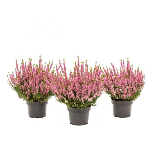 Calluna Beauty Ladies Ø 9,5 pink