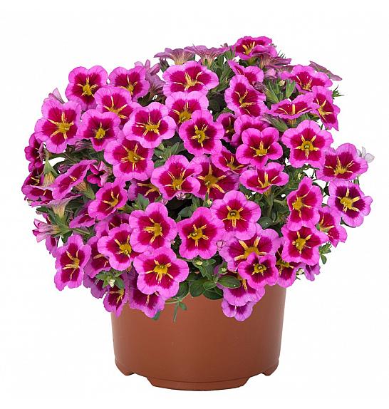 Calibrachoa Tik Tok Rose 2023 Ø10,5