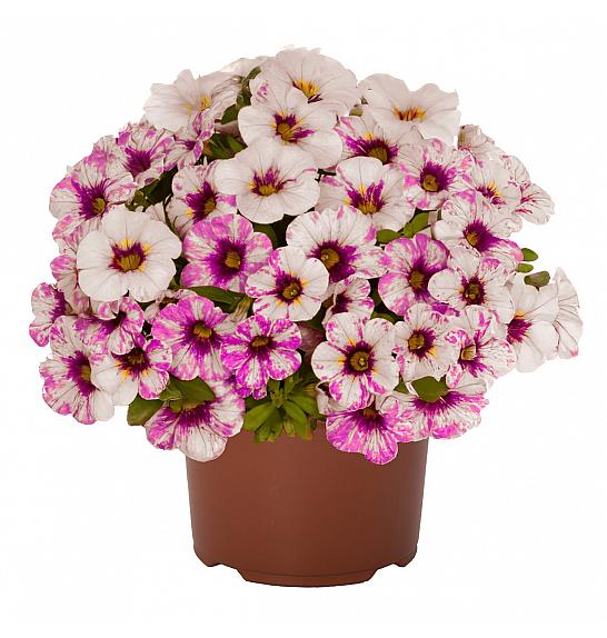 Calibrachoa Rainbow Hot Pink Ø10,5